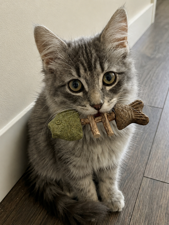 Cat playing with toy