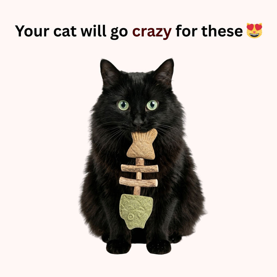 Black cat holding a fish-shaped catnip toy