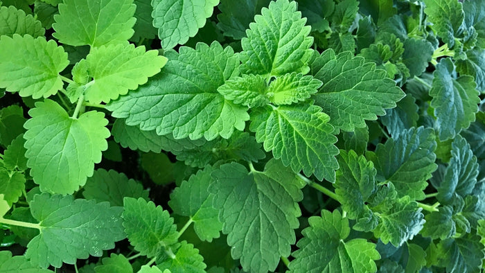 Catnip