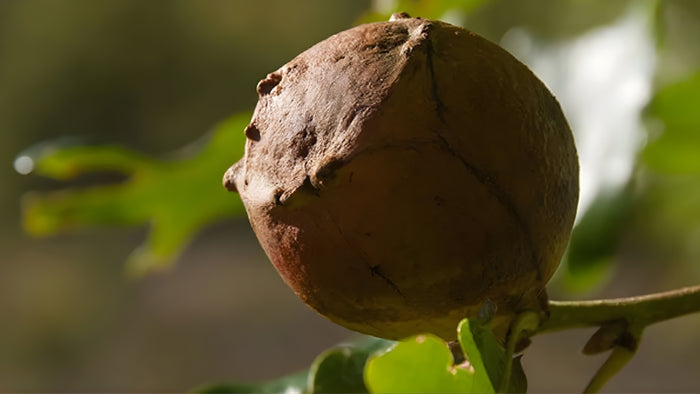 Silvervine gall fruit