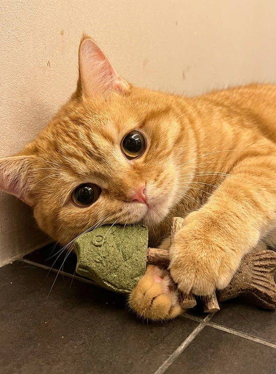 Cat playing with toy