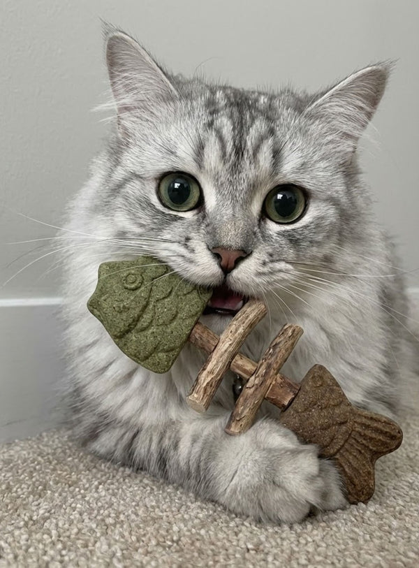 Cat 2