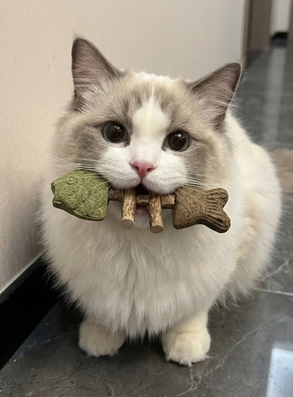 Cat 3